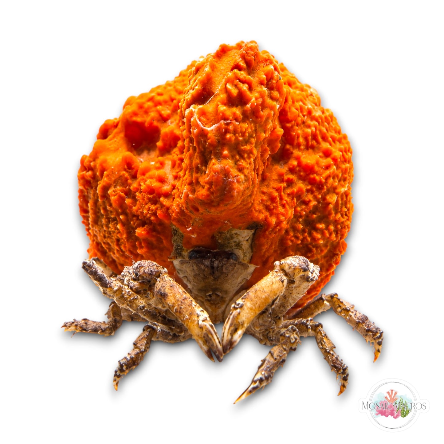 WYSWYG XL Sponge Decorator Crab w/Sponge | Macrocoeloma trispinosum