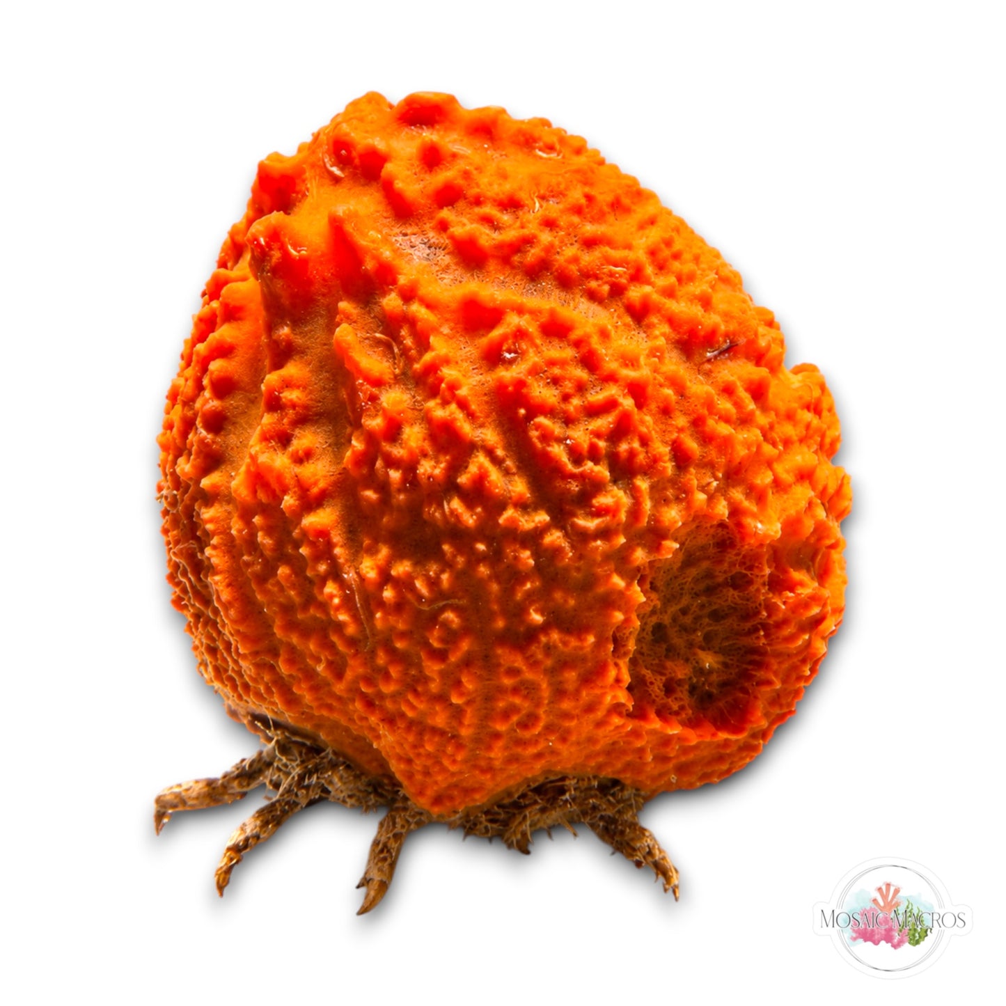 WYSWYG XL Sponge Decorator Crab w/Sponge | Macrocoeloma trispinosum