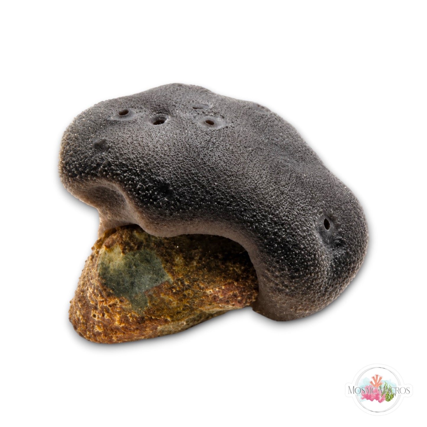WYSWYG Gray Encrusting Sponge & Clam