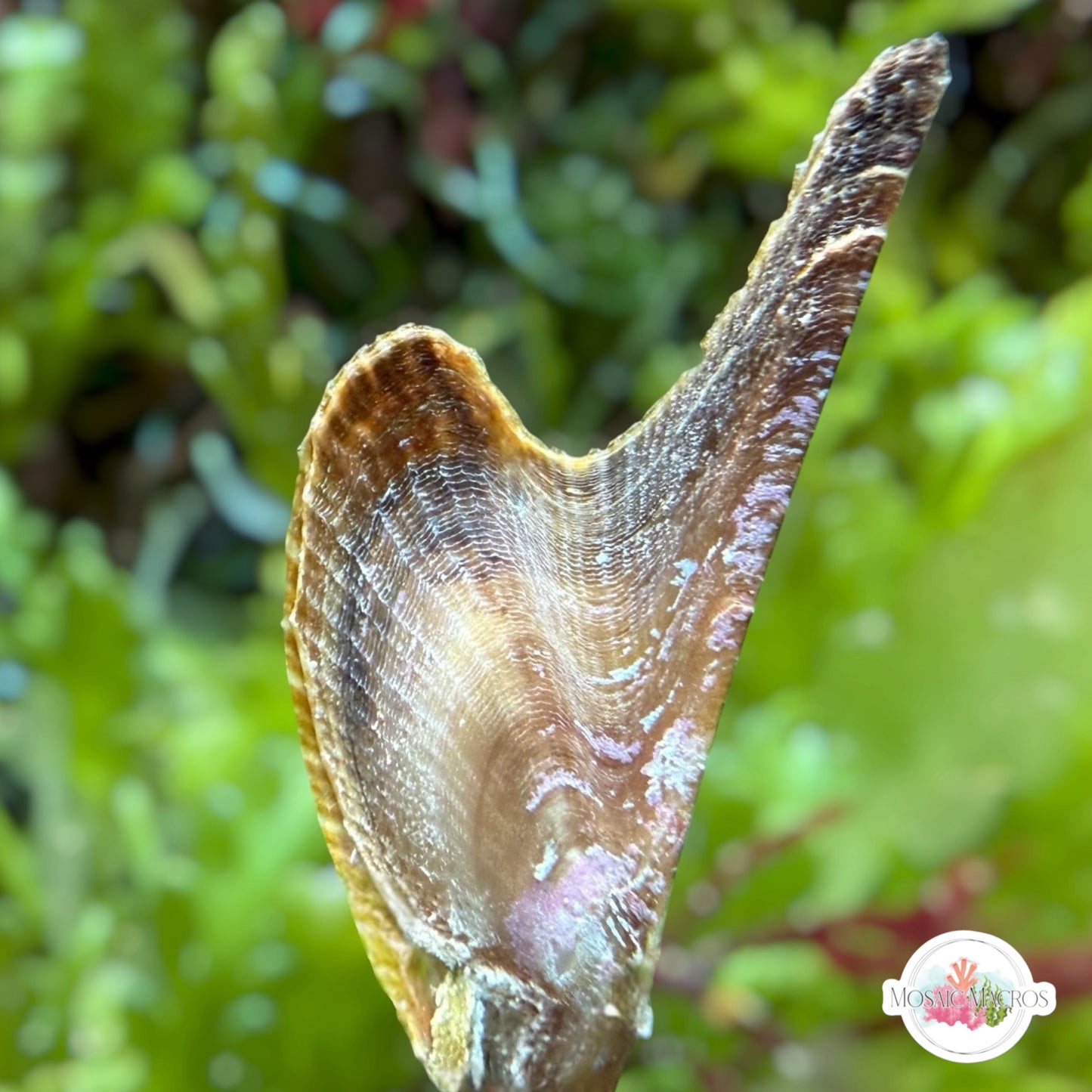 Atlantic Winged Oyster | Pteria colymbus