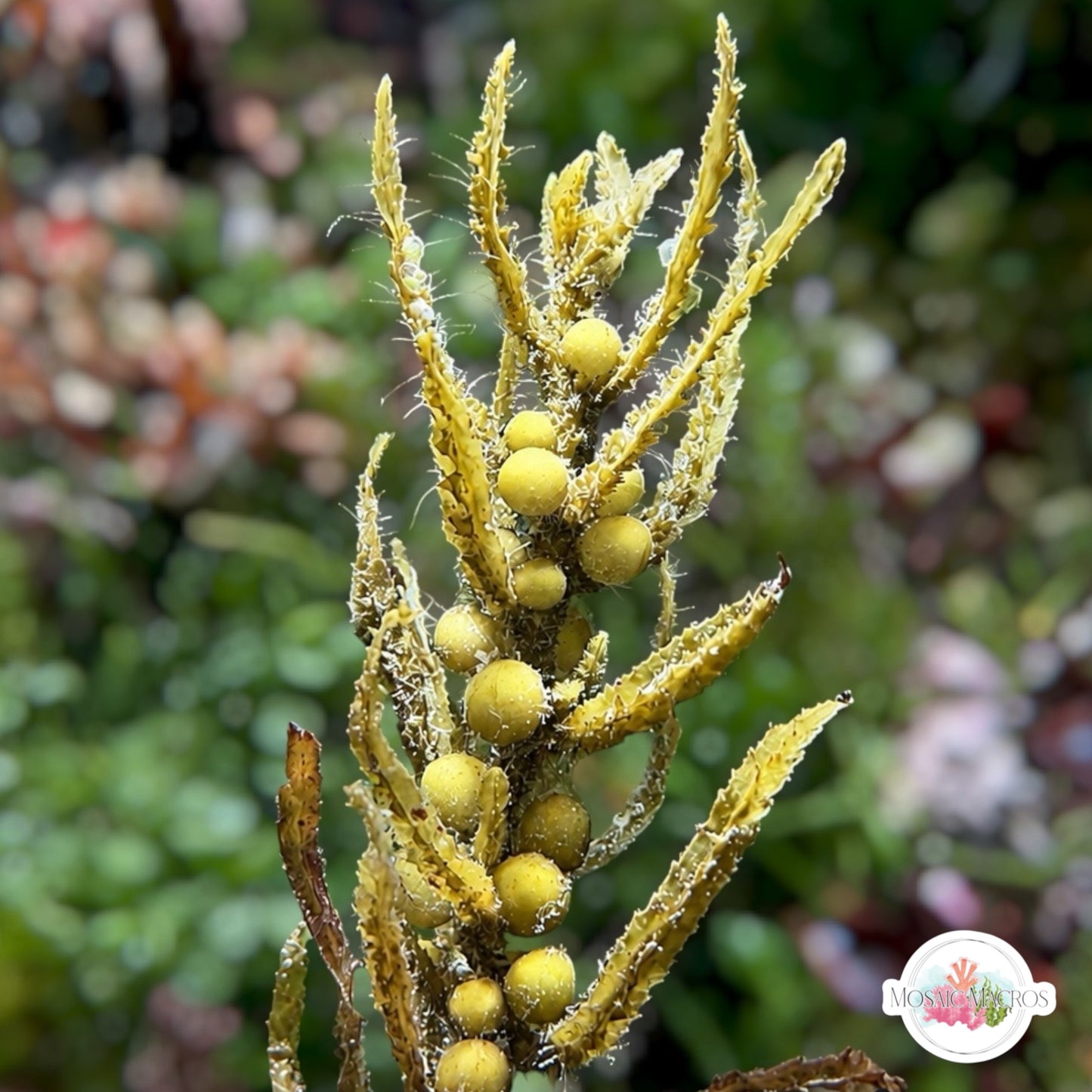Golden Berry Kelp Macroalgae | Sargassum vulgare