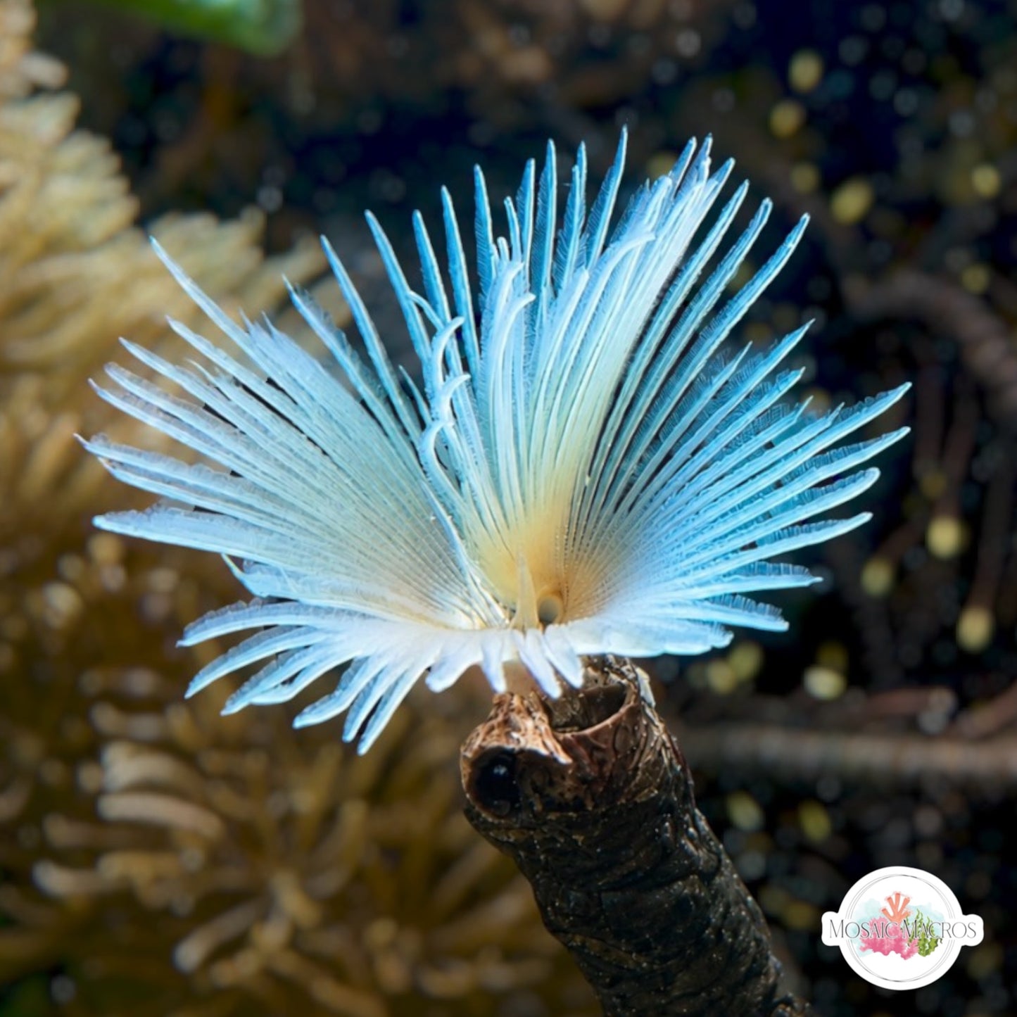 Teal Feather Duster | Sabellastarte sp.