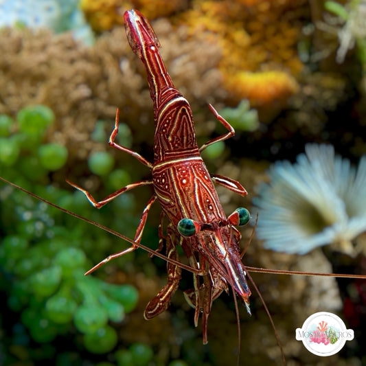 Dancing Camel Shrimp | Rhynchocinetes durbanensis