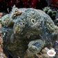 Mini Sea Grape Colonial Tunicate | Polycitor sp.