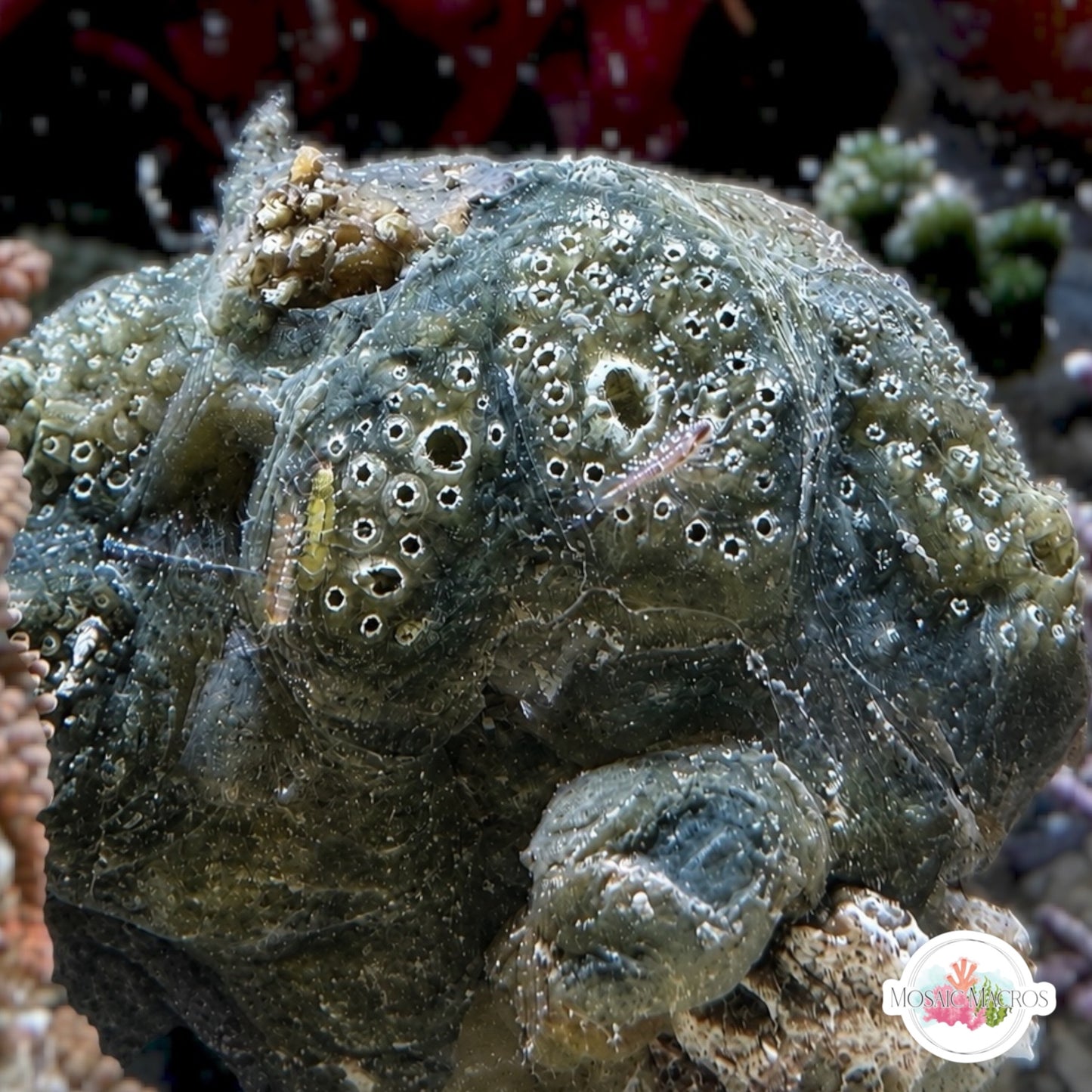 Mini Sea Grape Colonial Tunicate | Polycitor sp.