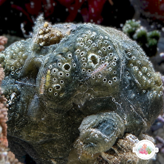 Mini Sea Grape Colonial Tunicate | Polycitor sp.