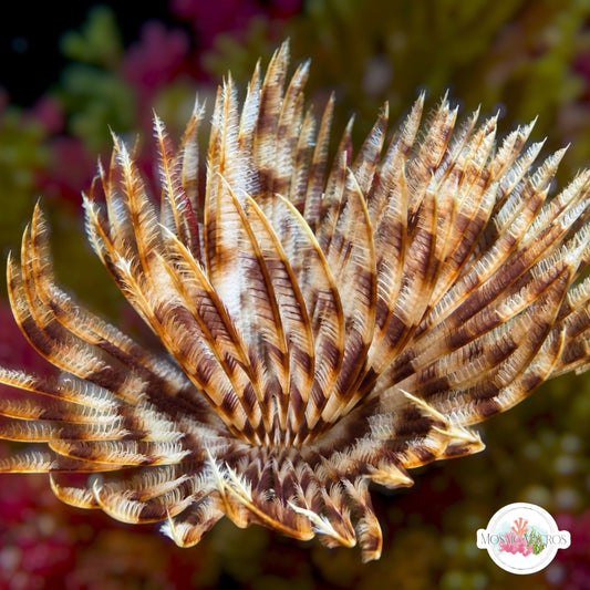 Indian Feather Duster | Sabellastarte spectabilis
