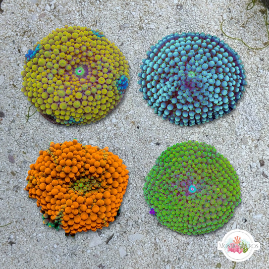 FL Ricordea Mushroom | Ricordea sp.