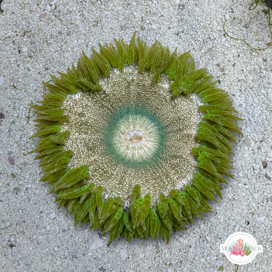 Ultra Rock Flower Anemone | Phymanthus crucifer
