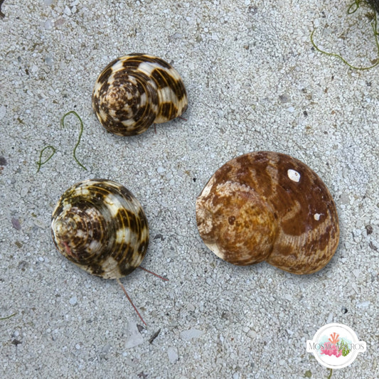 Micro Trochus Snail | Collonista sp.