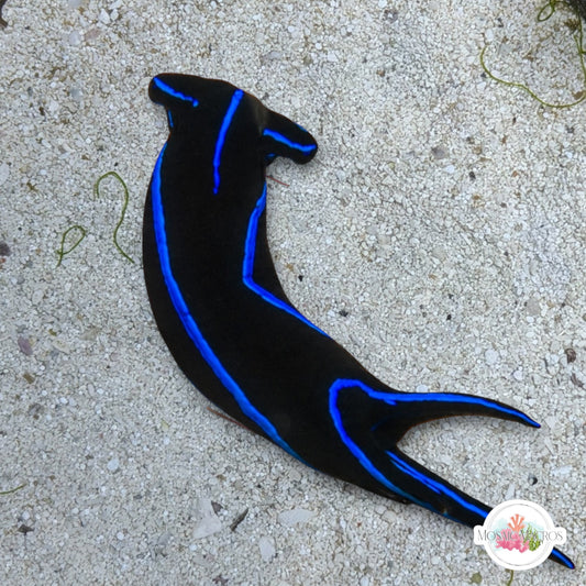 Blue Velvet Headshield Slug | Chelidonura varians