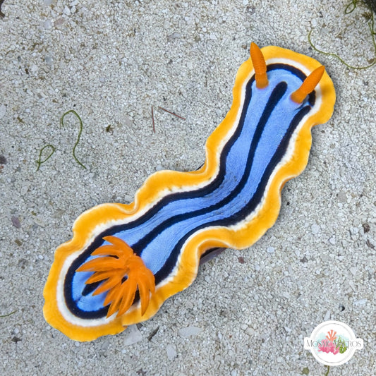 Anna’s Magnificent Nudibranch | Chromodoris Annae
