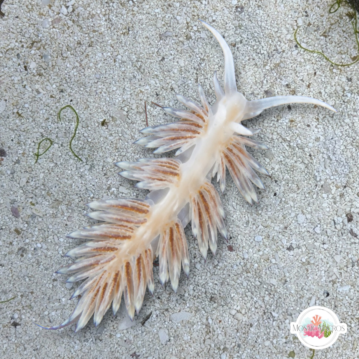Aiptasia-Eating Nudibranch | Berghia sp.