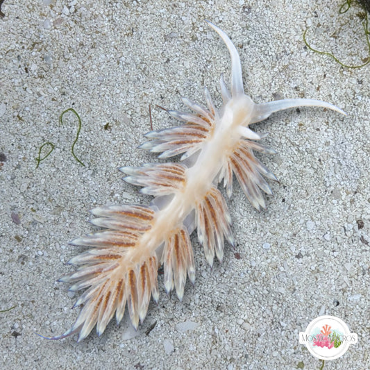 Aiptasia-Eating Nudibranch | Berghia sp.