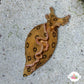 Spotted Sea Hare | Aplysia dactylomela