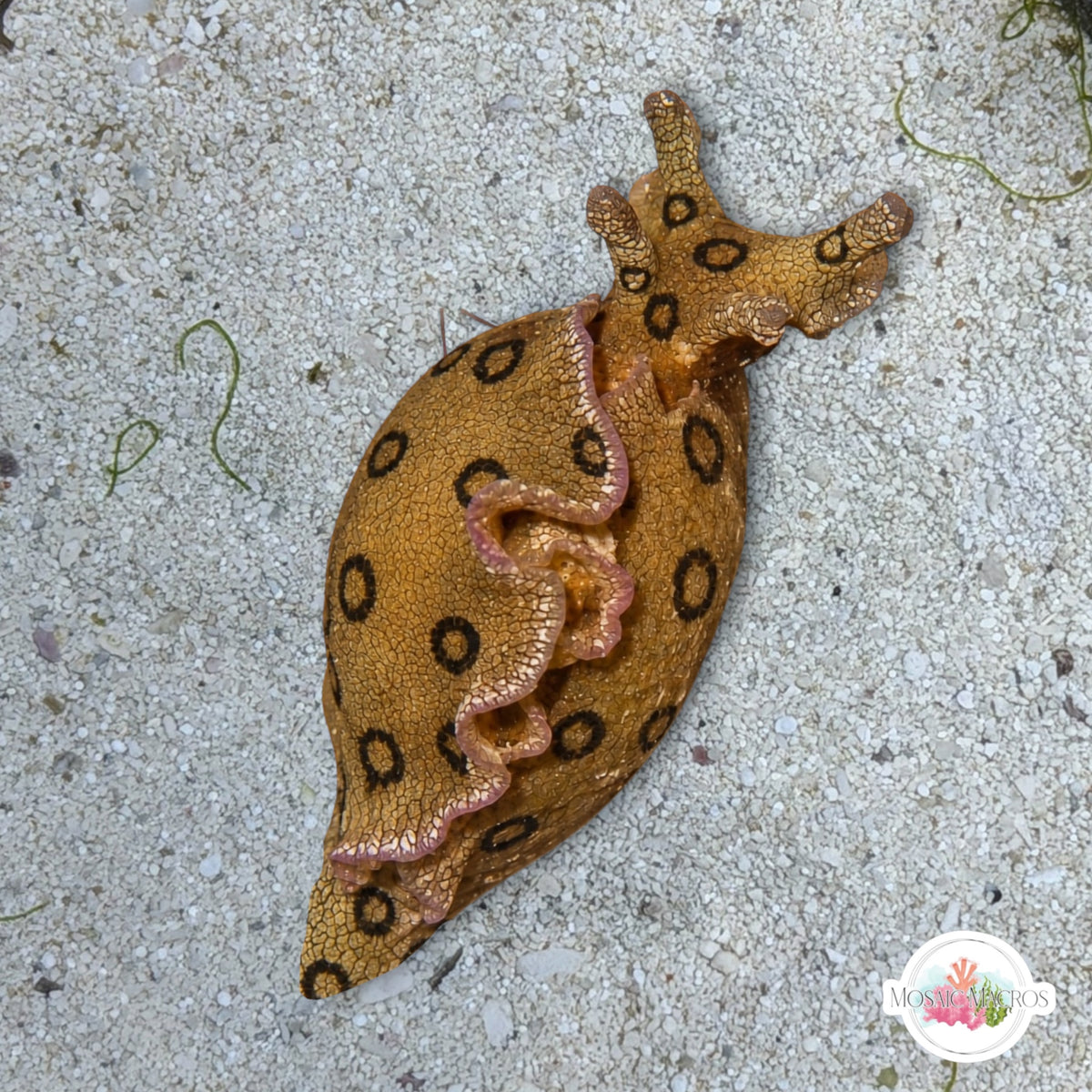 Spotted Sea Hare | Aplysia dactylomela