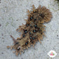 Ragged Sea Hare | Bursatella leachii