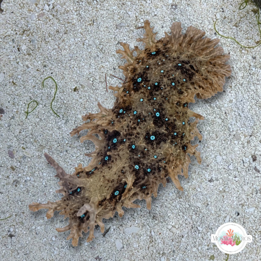 Ragged Sea Hare | Bursatella leachii