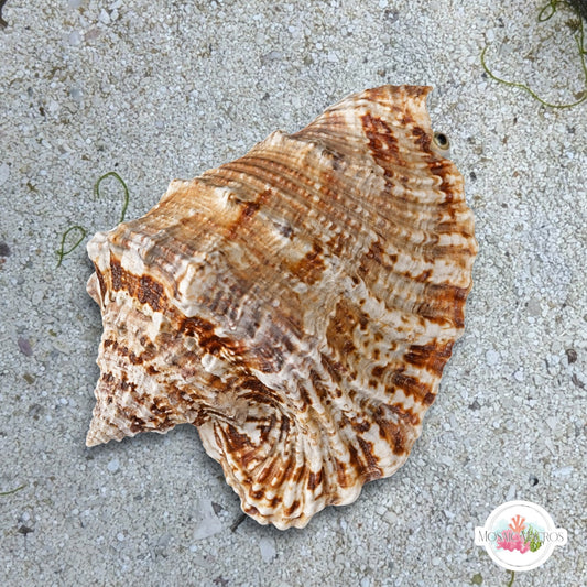 Hawkwing Conch Snail | Lobatus raninus