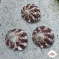 Banded Trochus Snail | Trochus sp.
