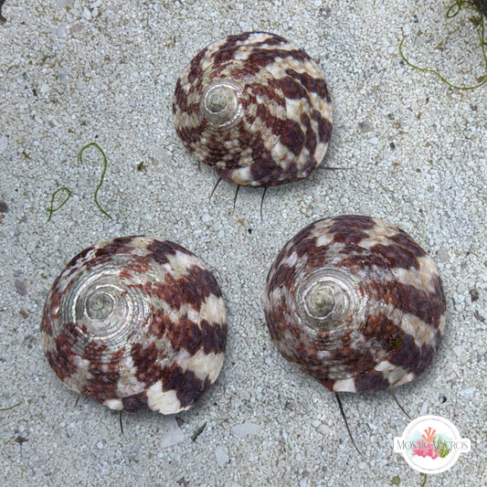 Banded Trochus Snail | Trochus sp.
