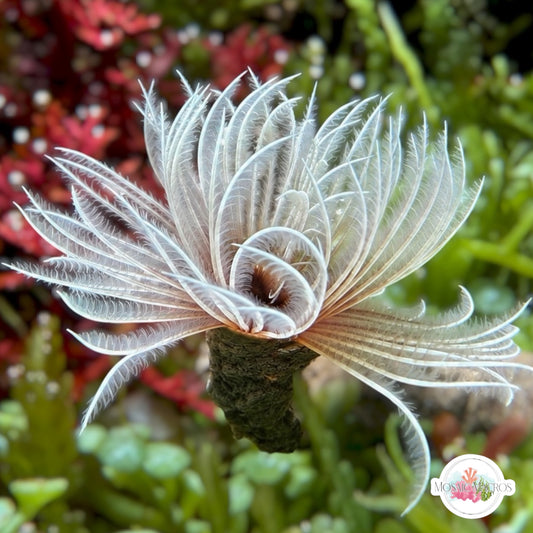 Ghost Feather Duster | Sabellastarte sp.