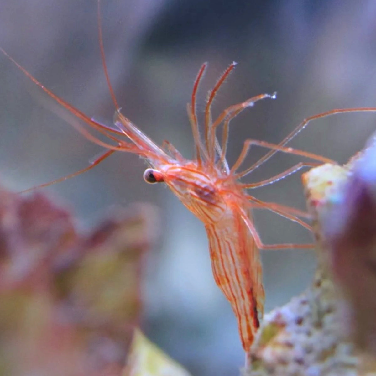 Peppermint Shrimp | Lysmata wurdemanni