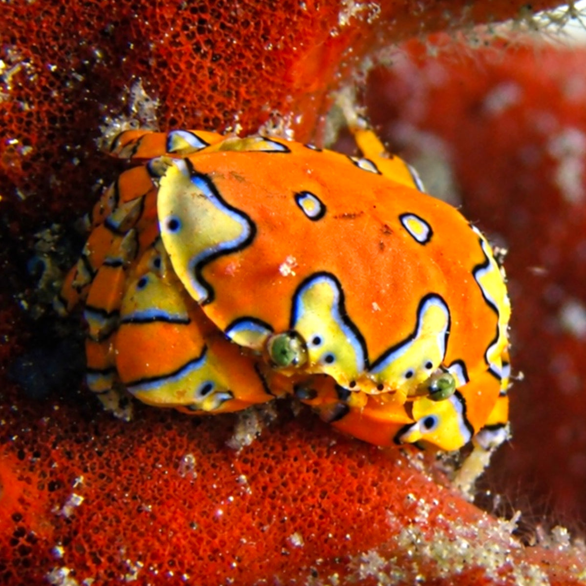 Gaudy Clown Crab | Platypodiella spectabilis