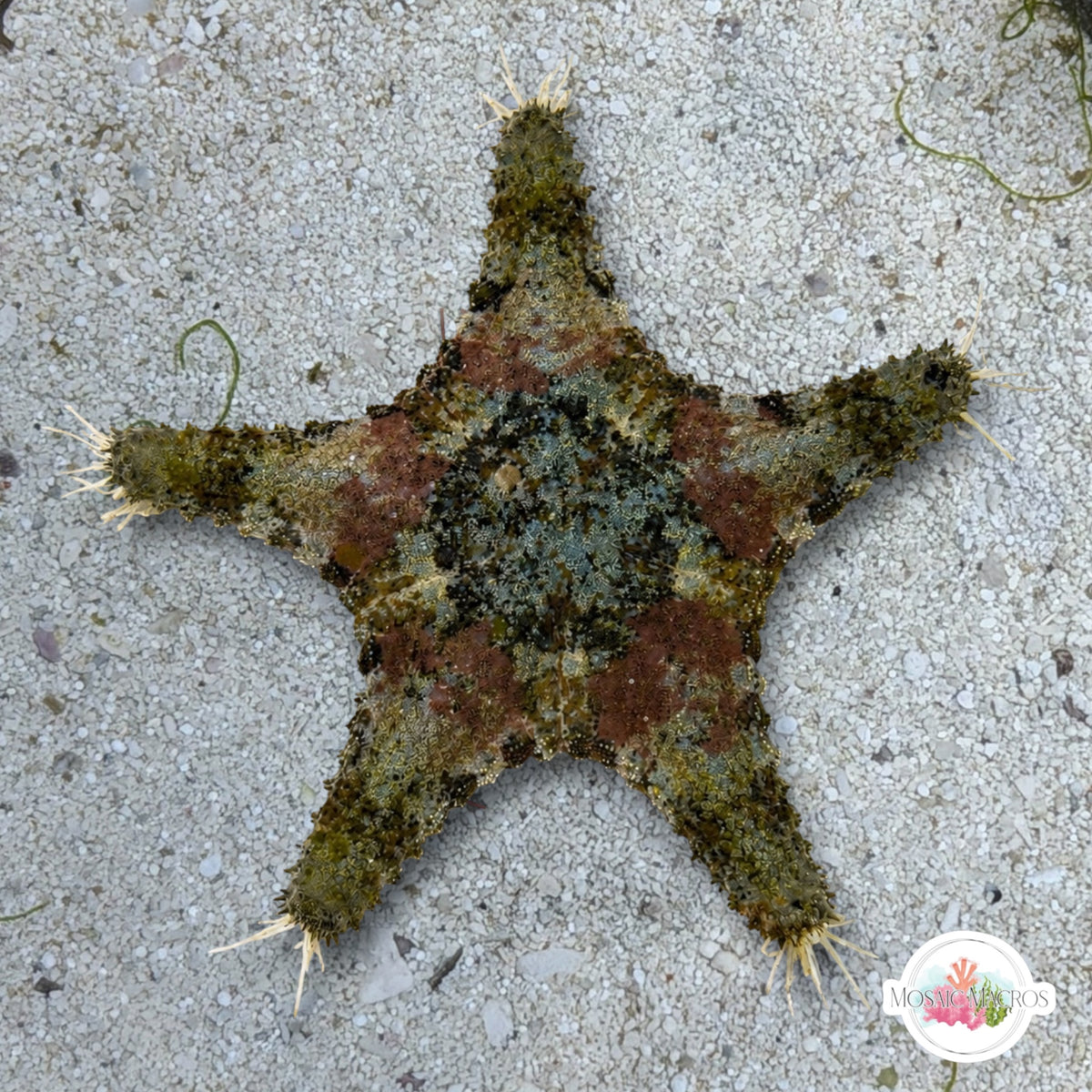 Cryptic Starfish | Diasterina sp.