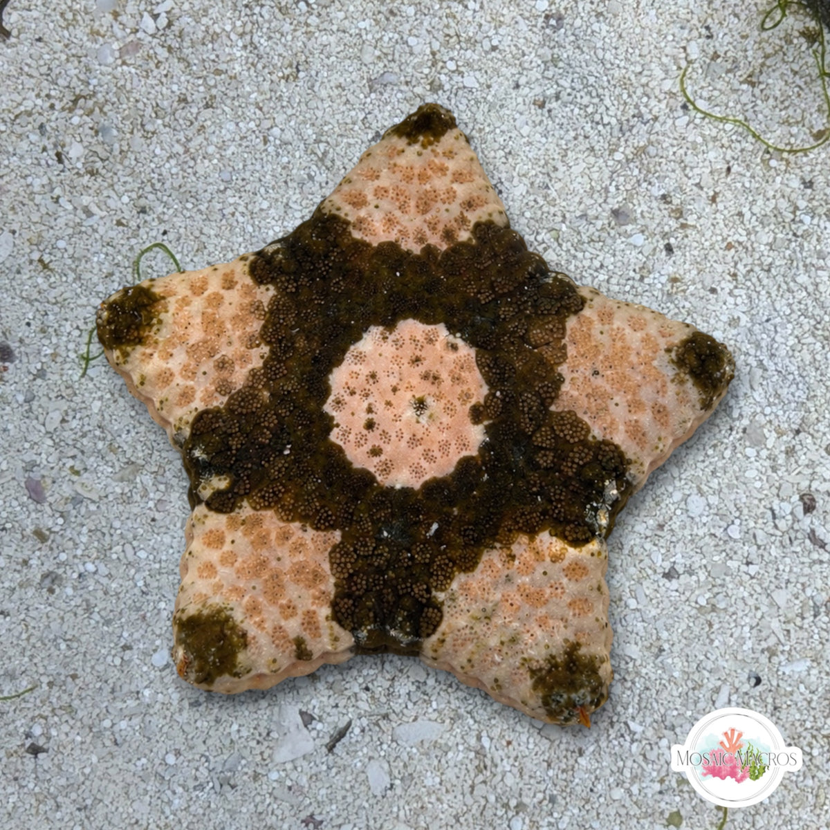Banded Biscuit Starfish | Tosia sp.