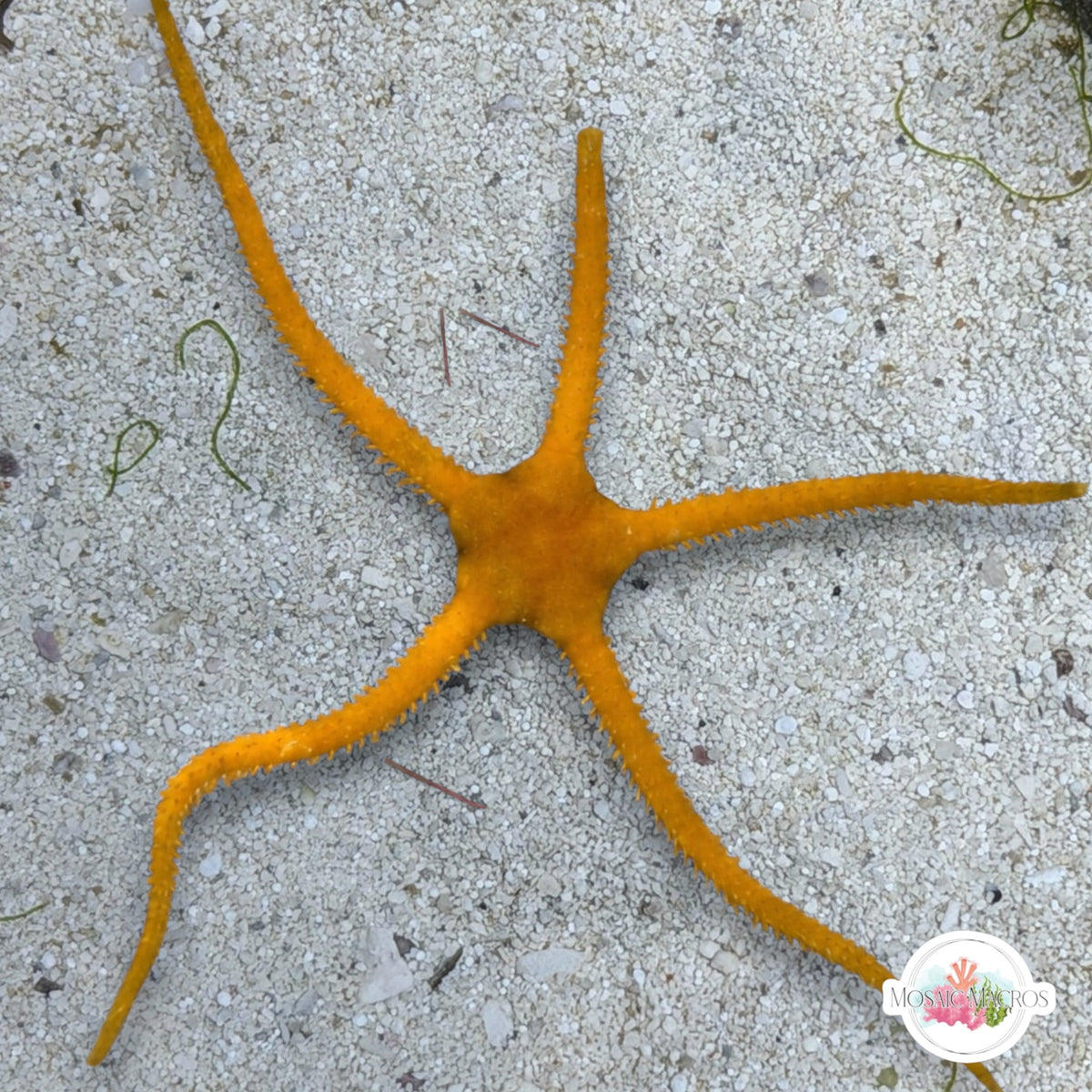 Yellow Serpent Star | Ophiolepis elegans