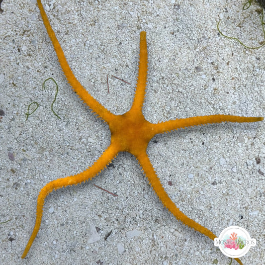 Yellow Serpent Star | Ophiolepis elegans