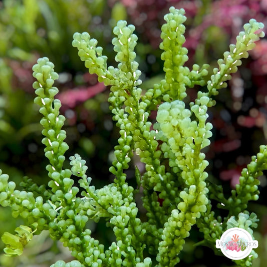 False-Grape Caulerpa Macroalgae | Caulerpa cupressoides var. Lycopodium