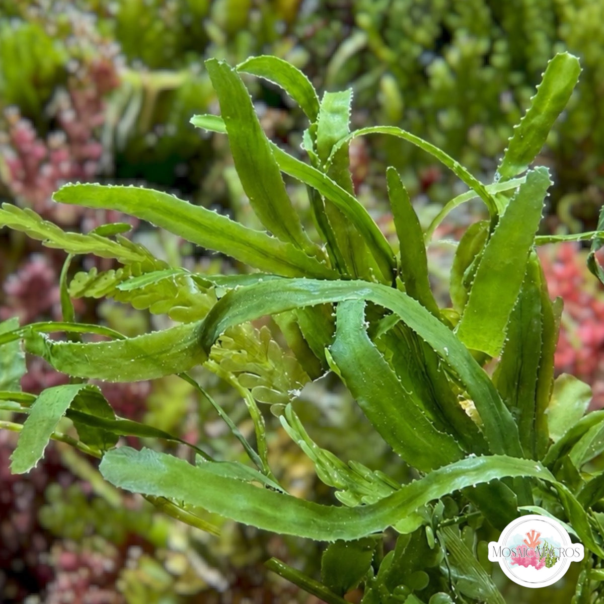 Mini Serrated Caulerpa Macroalgae | Caulerpa subserrulata