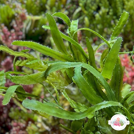 Mini Serrated Caulerpa Macroalgae | Caulerpa subserrulata