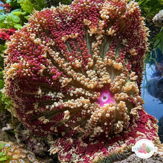 Maxi Mini Carpet Anemone | Stichodactyla tapetum