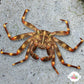 Sally Lightfoot/Nimble Spray Crab | Percnon gibbesi