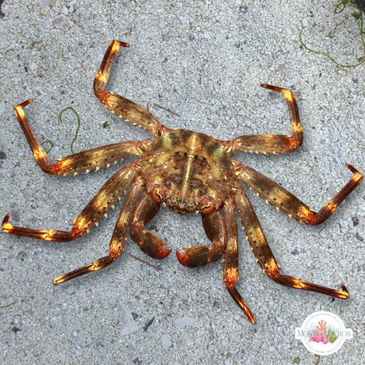 Sally Lightfoot/Nimble Spray Crab | Percnon gibbesi