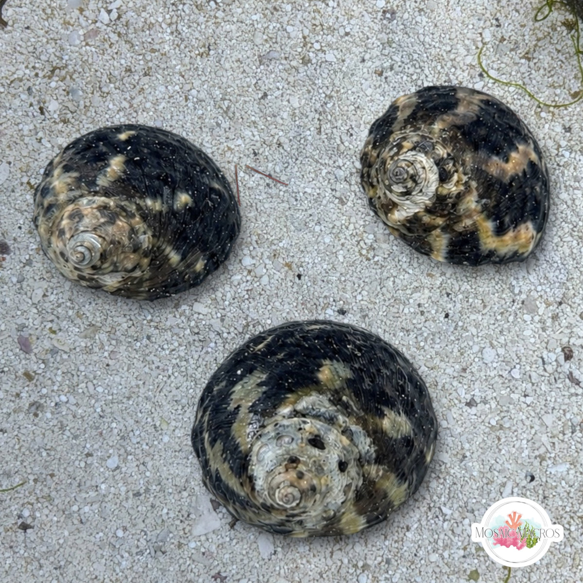 Zebra Top Snail | Cittarium pica