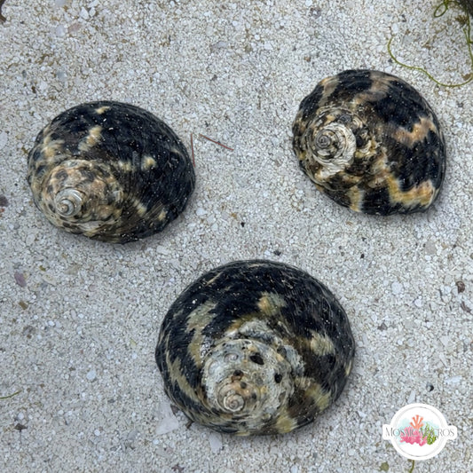 Zebra Top Snail | Cittarium pica