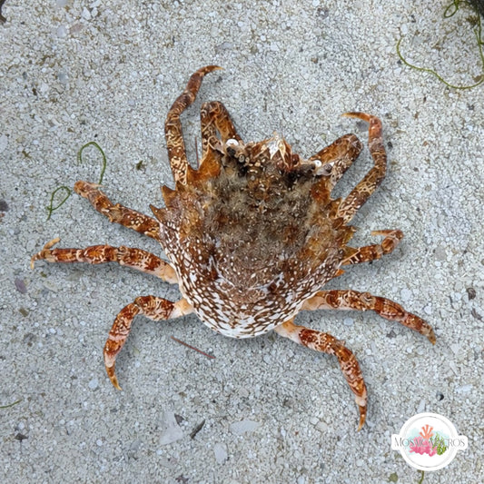 Pitho Crab | Pitho mirabilis