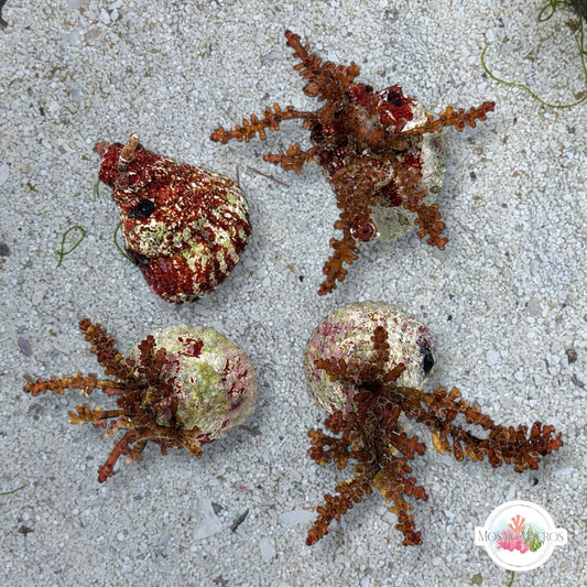 Macroalgae Astraea Snail | Lithopoma americanum