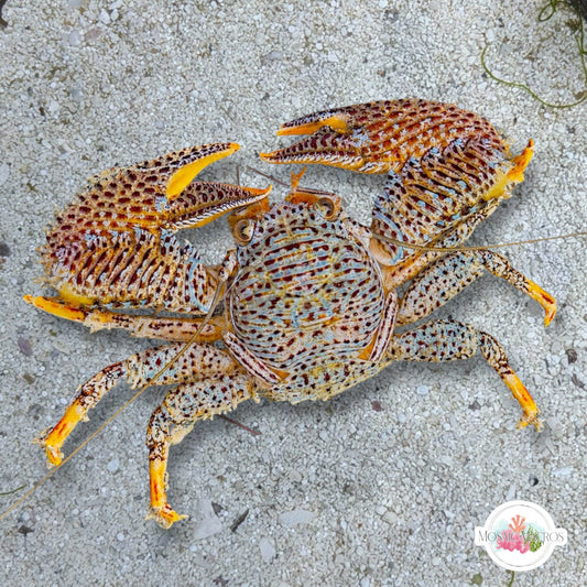Colorful Porcelain Crab | Petrolisthes galathinus/armatus