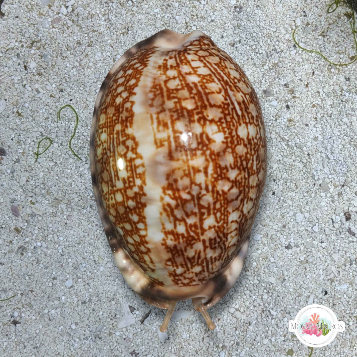 Arabian Cowrie Snail | Mauritia arabica