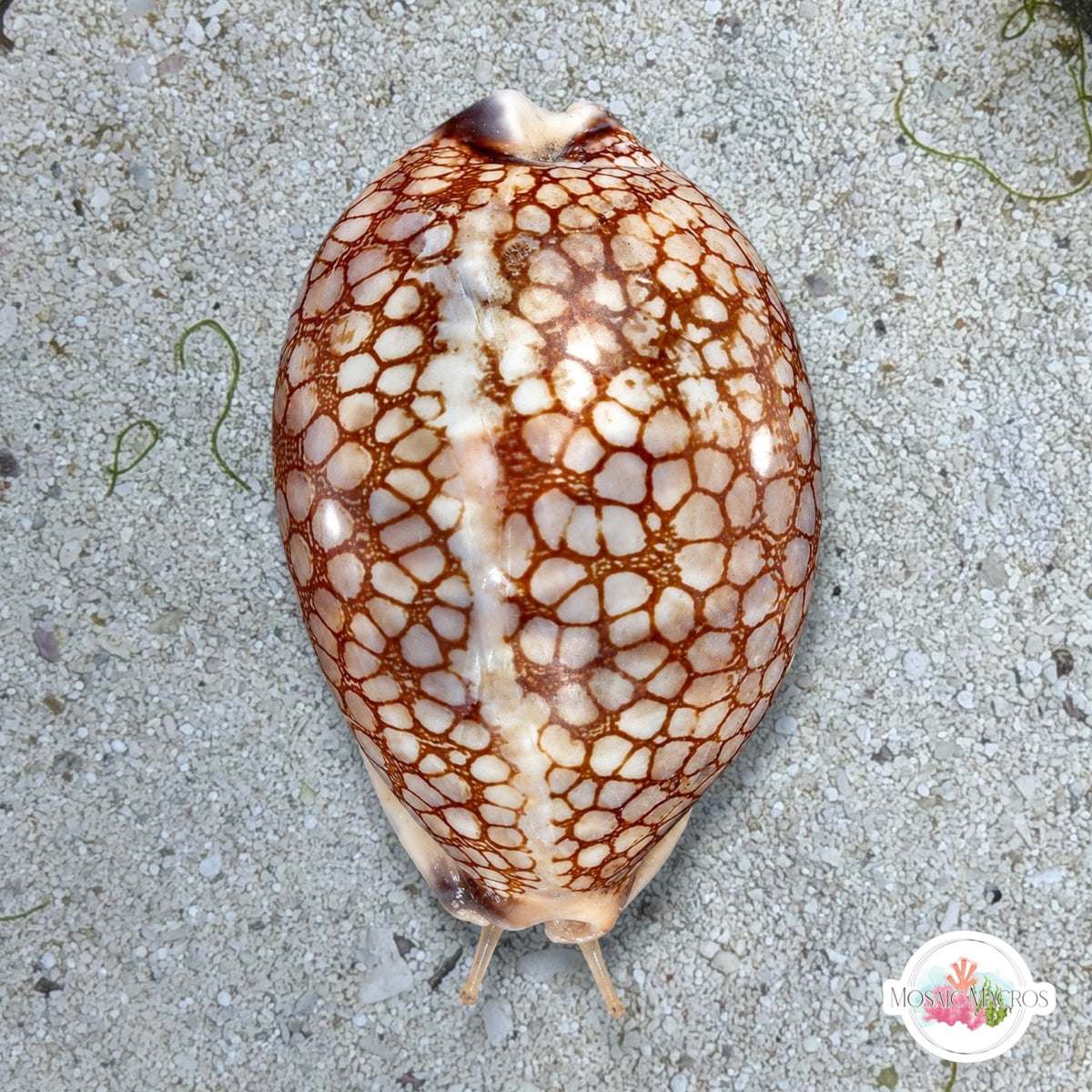 Harlequin Cowrie Snail | Mauritia histrio