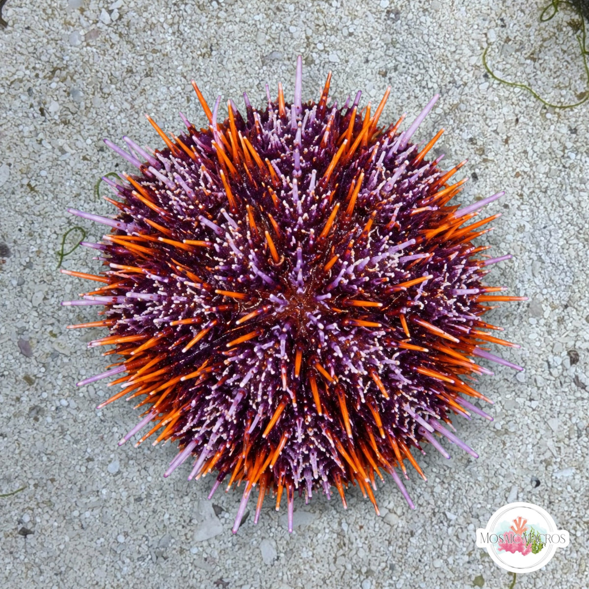 Halloween Urchin | Tripneuste gratillas