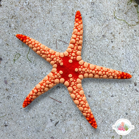 Mosaic Tile Starfish | Fromia monilis