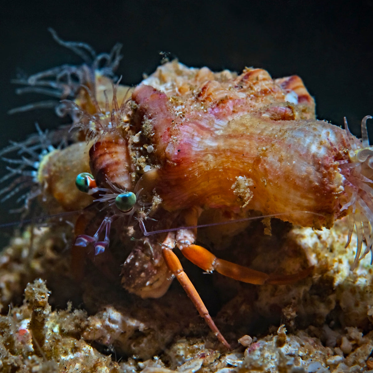 Jeweled Anemone Hermit Crab | Dardanus pedunculatus