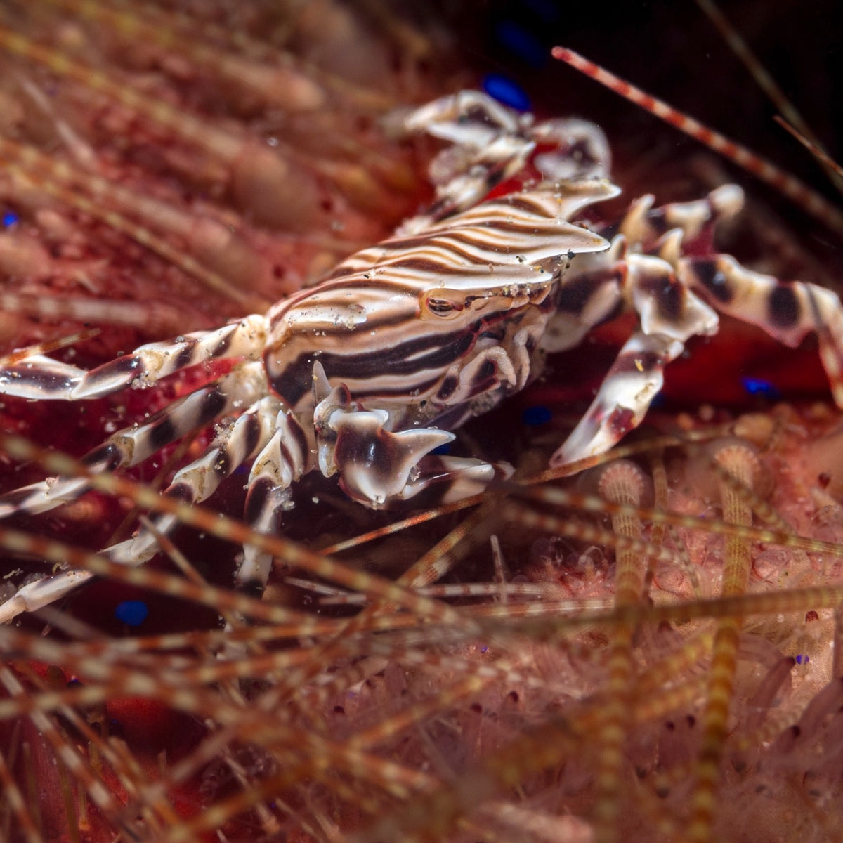 Urchin Crab | Echinoecus pentagonus