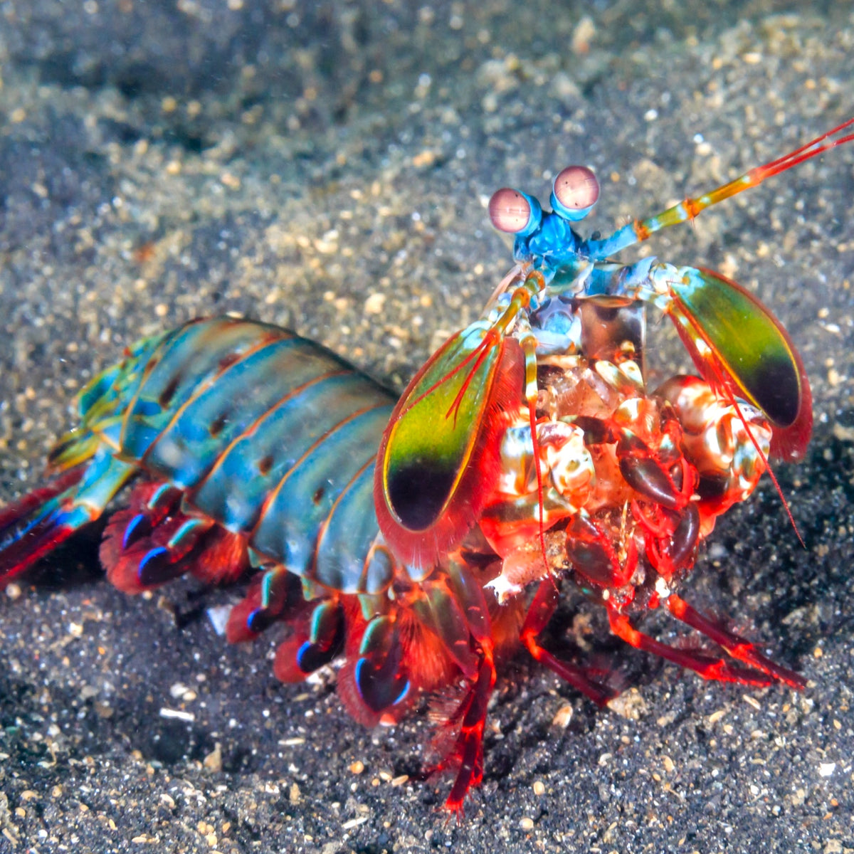 Peacock Mantis Shrimp | Odontodactyllus scyllarus